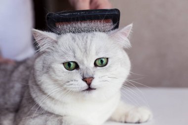 Kedi bakımı. Güzel bir İngiliz kedisinin saçlarını tarıyor. Hayvanlarla ilgilenin..