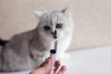 Kedi bakımı. Tıp veteriner kliniğindeki kedi. Bir kedinin kafasının arka planında şırınga.