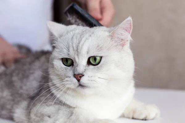 Kattenverzorging Het Haar Kammen Van Een Prachtig Brits Katje Zorg — Stockfoto
