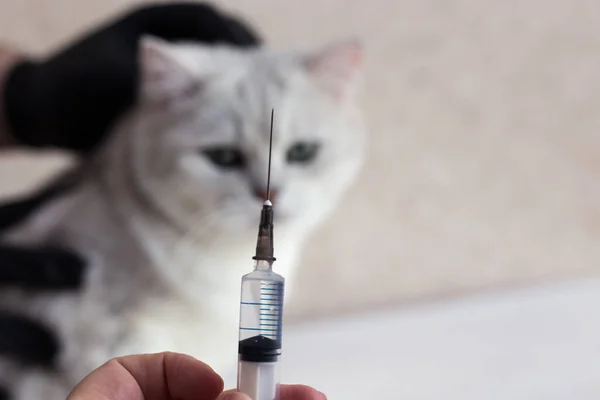 Cat treatment. Cat in a medical veterinary clinic. Syringe on the background of the head of a kitten.