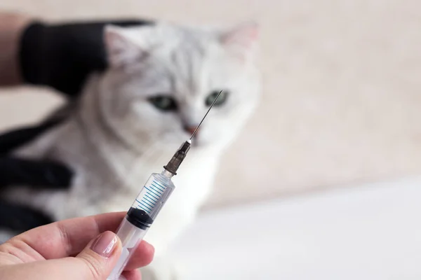 Cat treatment. Cat in a medical veterinary clinic. Syringe on the background of the head of a kitten.