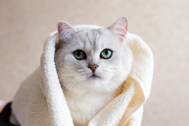 Duştan sonra havluya sarılmış güzel bir İngiliz cins kedi. Yeşil gözlü bir kedinin portresi.