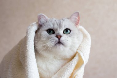 Duştan sonra havluya sarılmış güzel bir İngiliz cins kedi. Yeşil gözlü bir kedinin portresi.