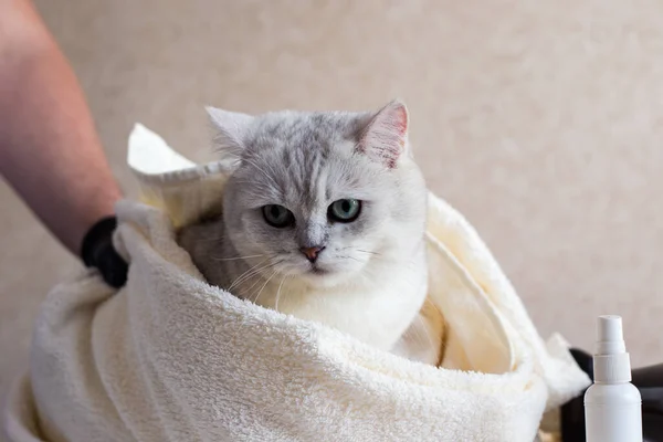 The cat after washing wrapped in a towel. Spa for pets. Beautiful british cat. Grooming animals.