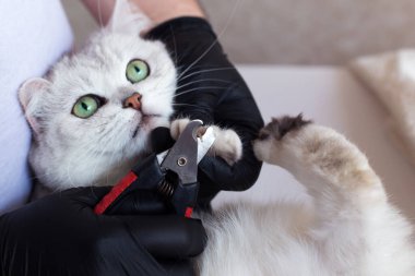 Kedi bakımı. Beyaz bir İngiliz kedisinin tırnakları kesilmiş..