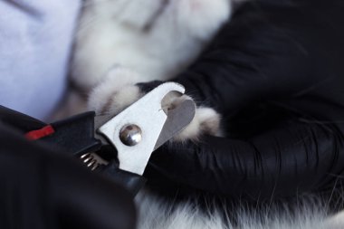 Kedi bakımı. Beyaz bir İngiliz kedisinin tırnakları kesilmiş..