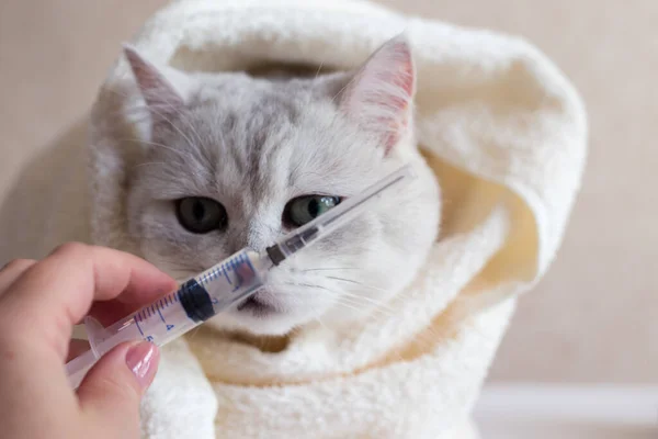 Cat treatment. Cat in a medical veterinary clinic. Syringe on the background of the head of a kitten.