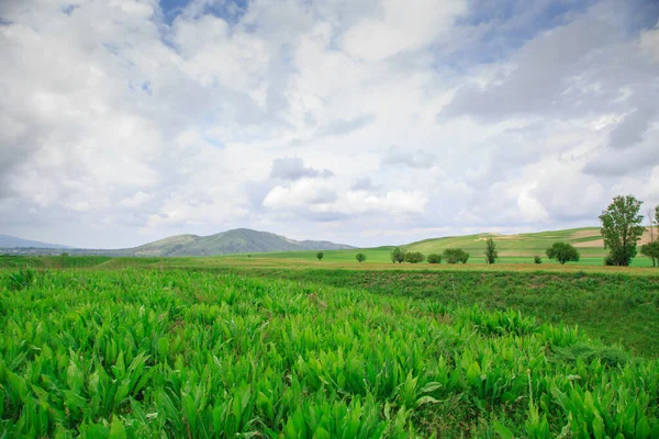 Hermoso Paisaje Primavera Verano Exuberantes Colinas Verdes Altas Montañas Nevadas — Foto de Stock