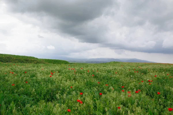 Hermoso Valle Primavera Con Hierba Verde Amapolas Rojas Florecientes Fondo — Foto de Stock