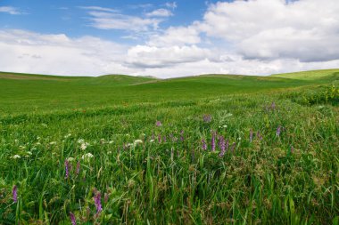 Yeşil otlar ve çiçek açan kırmızı gelinciklerle güzel bir bahar vadisi. Dağların arka planında. Yaz manzarası. Kırgızistan