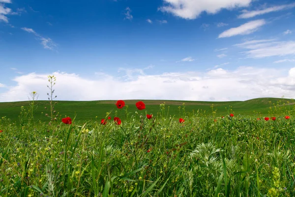 Hermoso Valle Primavera Con Hierba Verde Amapolas Rojas Florecientes Fondo —  Fotos de Stock