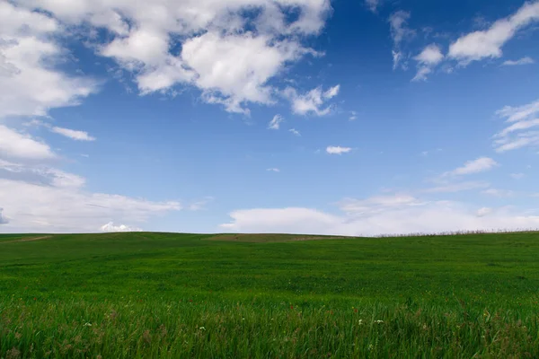 Nubes Cúmulos Cielo Azul Sobre Campo Verde Hierba Floreciente Primavera — Foto de Stock