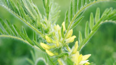 Yeşiller yemyeşil. Bahar arka planı. Yaprakların üzerinde çiy damlaları. Boşluğu kopyala.
