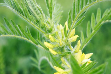 Astragalus yakın plan. Ayrıca süt verandası, keçi dikenli ya da sarmaşık gibi. Bahar yeşili arka plan. Vahşi bitki.