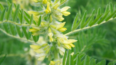 Astragalus yakın plan. Ayrıca süt verandası, keçi dikenli ya da sarmaşık gibi. Bahar yeşili arka plan. Vahşi bitki.