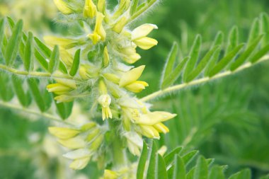 Yeşiller yemyeşil. Bahar arka planı. Yaprakların üzerinde çiy damlaları. Boşluğu kopyala.