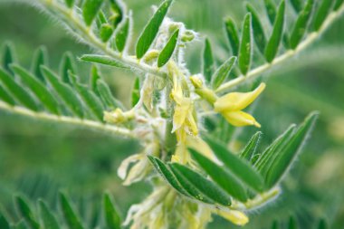 Astragalus yakın plan. Ayrıca süt verandası, keçi dikenli ya da sarmaşık gibi. Bahar yeşili arka plan. Vahşi bitki.