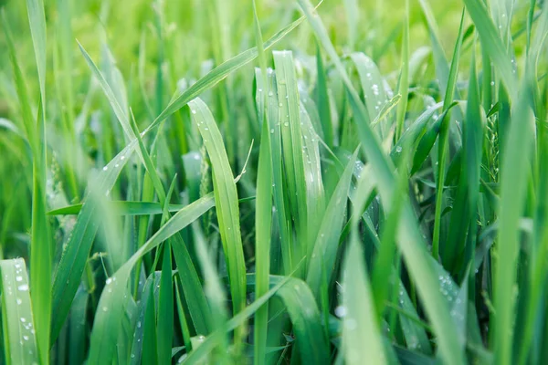 Erba Verde Lussureggiante Sfondo Primavera Gocce Rugiada Sulle Foglie Copia — Foto Stock
