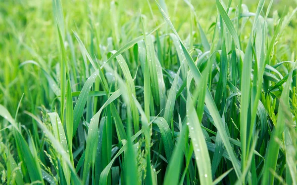 Grama Verde Exuberante Fundo Primavera Gotas Orvalho Nas Folhas Espaço — Fotografia de Stock