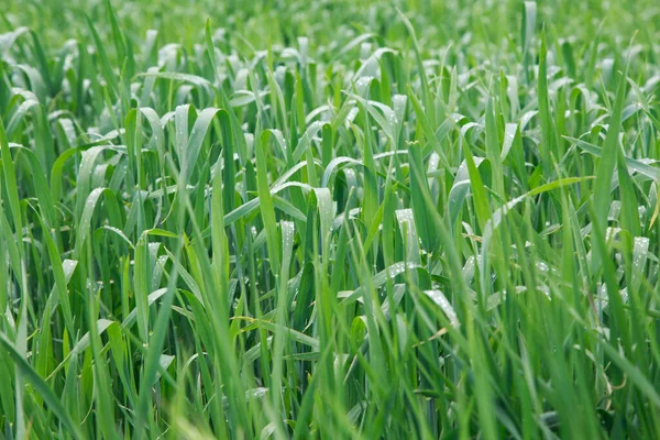 Lysande Grönt Gräs Vårens Bakgrund Daggdroppar Bladen Kopiera Utrymme — Stockfoto