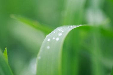 Yeşiller yemyeşil. Bahar arka planı. Yaprakların üzerinde çiy damlaları. Boşluğu kopyala.