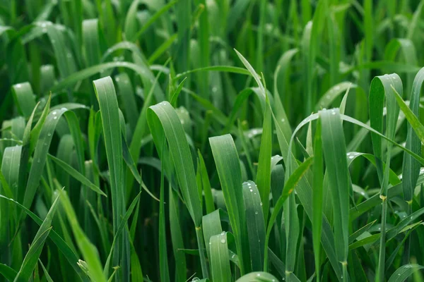 Erba Verde Lussureggiante Sfondo Primavera Gocce Rugiada Sulle Foglie Copia — Foto Stock