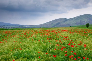 Kırmızı gelincik çayırı. Çiçek açan gelincik tarlalarıyla güzel bir yaz manzarası. Kırgızistan Turizmi ve Seyahat. Yaz doğal arka plan.