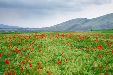 Dağların arka planında kırmızı gelincikler. Çiçek açan gelincik tarlalarıyla güzel bir yaz manzarası. Kırgızistan Turizmi ve Seyahat. Yaz doğal arka plan.