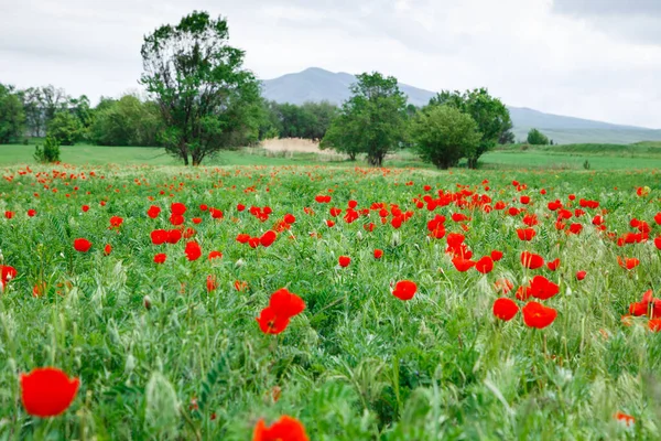 Floreciente Prado Amapolas Rojas Hermoso Paisaje Verano Con Campo Amapolas — Foto de Stock