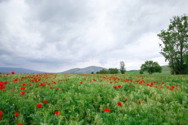 Dağların arka planında kırmızı gelincikler. Çiçek açan gelincik tarlalarıyla güzel bir yaz manzarası. Kırgızistan Turizmi ve Seyahat. Yaz doğal arka plan.