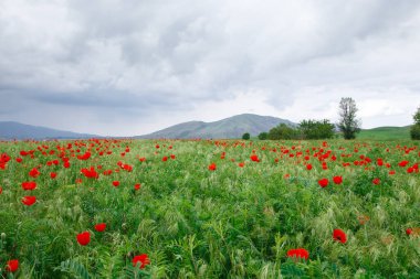Dağların arka planında kırmızı gelincikler. Çiçek açan gelincik tarlalarıyla güzel bir yaz manzarası. Kırgızistan Turizmi ve Seyahat. Yaz doğal arka plan.