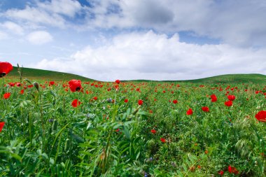 Kırmızı gelincik çayırı. Çiçek açan gelincik tarlalarıyla güzel bir yaz manzarası. Kırgızistan Turizmi ve Seyahat. Yaz doğal arka plan.