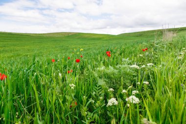 Kırmızı gelincik çayırı. Çiçek açan gelincik tarlalarıyla güzel bir yaz manzarası. Kırgızistan Turizmi ve Seyahat. Yaz doğal arka plan.
