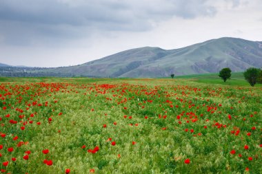 Kırmızı gelincikler güzel çiçekli otlaklar ve gelincikler. Güzel bahar ve yaz doğal arka plan.
