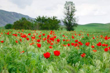 Kırmızı gelincik çayırı. Çiçek açan gelincik tarlalarıyla güzel bir yaz manzarası. Kırgızistan Turizmi ve Seyahat. Yaz doğal arka plan.