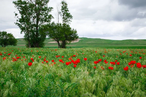 Kırmızı gelincik çayırı. Çiçek açan gelincik tarlalarıyla güzel bir yaz manzarası. Kırgızistan Turizmi ve Seyahat. Yaz doğal arka plan.
