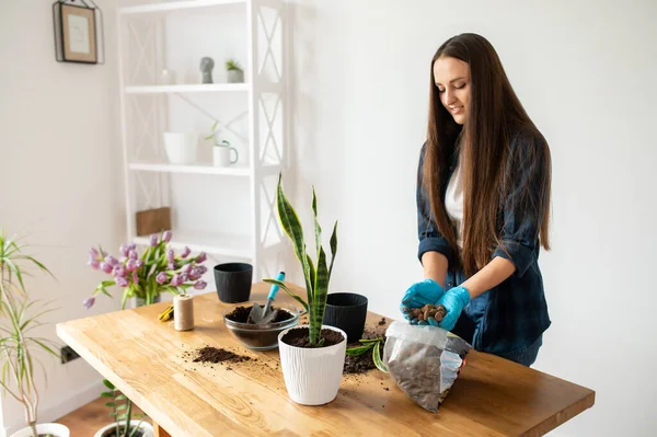 House gardening concept, woman plants houseplants