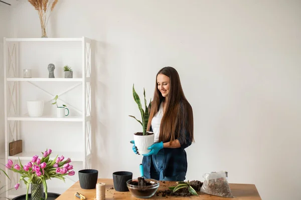 Casa concetto di giardinaggio, piante da donna piante d'appartamento — Foto Stock