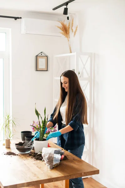 Casa concetto di giardinaggio, piante da donna piante d'appartamento — Foto Stock