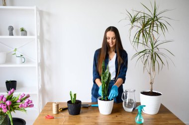 Ev bahçesi konsepti, kadın ev bitkileri.