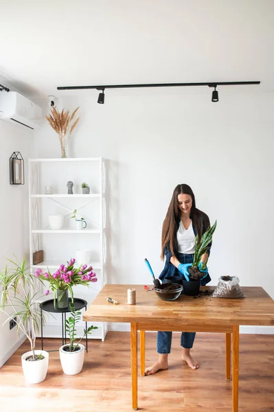 Haus-Garten-Konzept: Frau pflanzt Zimmerpflanzen — Stockfoto