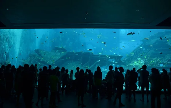 シンガポールの水族館視聴者 — ストック写真