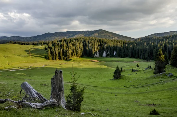 Yeşil çayırlar Romanya