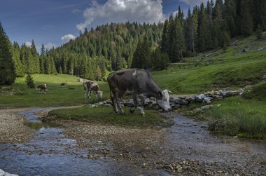 mera üzerinde ineklerin