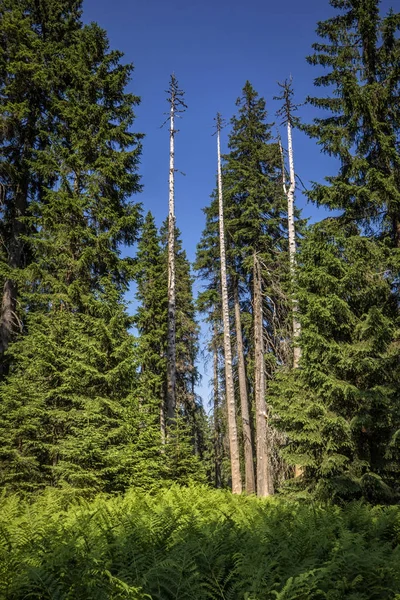 Natural Forest of Spruce Trees