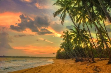 Günbatımı üzerine Hindistan cevizi avuç içi