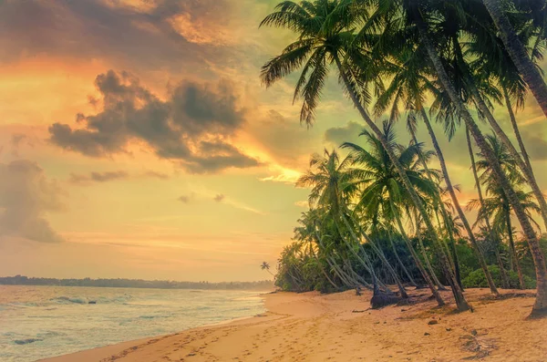Nascer do sol na costa com palmeiras — Fotografia de Stock