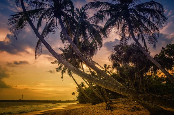 Pôr do sol sobre coqueiros Sri Lanka — Fotografia de Stock