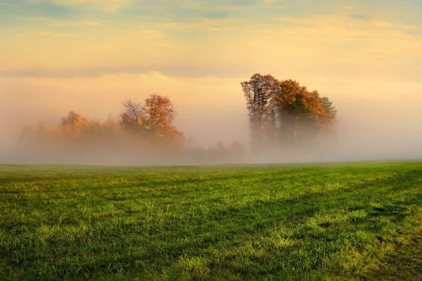 Деревья осенью в тумане — стоковое фото