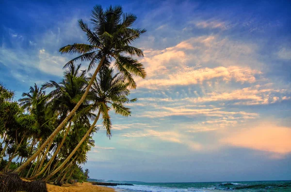 Palma e praia tropical Sri Lanka — Fotografia de Stock